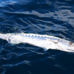 barracuda bonite