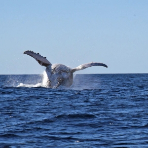 Madagascar baleine