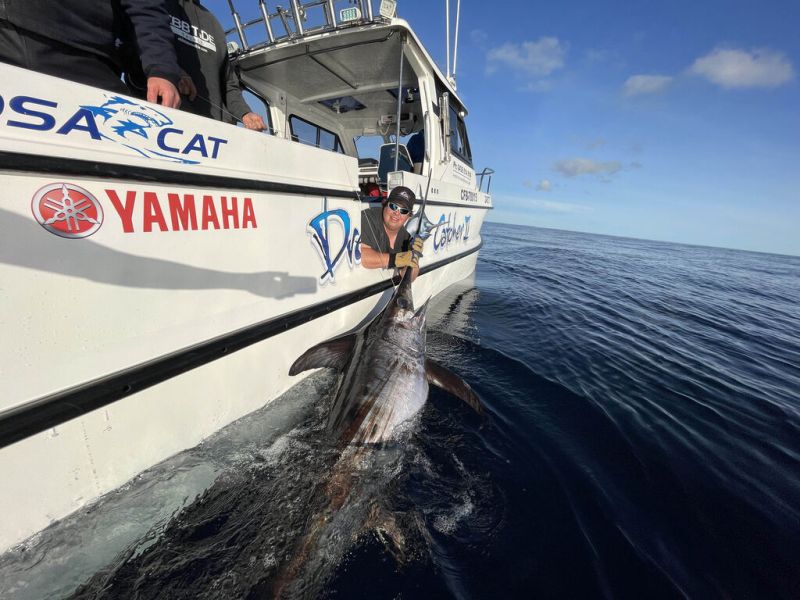 Australia - Broadbill swordfish and a rare bigeye thresher shark