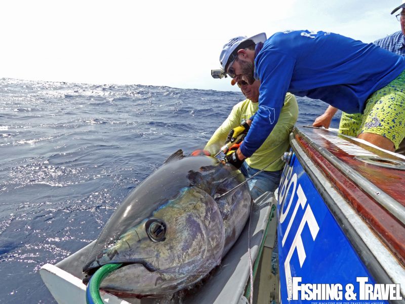 AZORES: Tagging campaign of bigeye tuna 