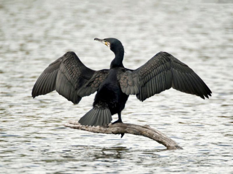 La Fédération Nationale de la Pêche en France dénonce des arbitrages inacceptables en faveur du grand cormoran.